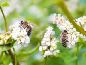 New ECHA guidelines pave the way for better bee protection!